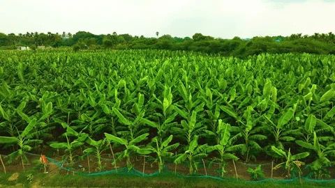 Agriculture landscape